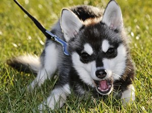 Средние породы собак - Аляскинский кли-кай (мини хаски, миниатюрный хаски)