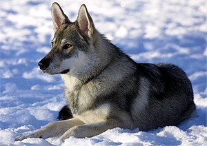Ездовые породы собак - Аляскинский хаски
