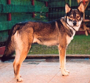 Ездовые породы собак - Американская индейская собака