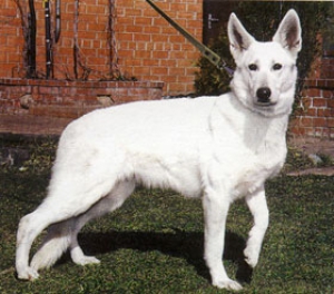 Породы собак для охраны - Американская белая овчарка (Белая швейцарская овчарка, белая немецкая)