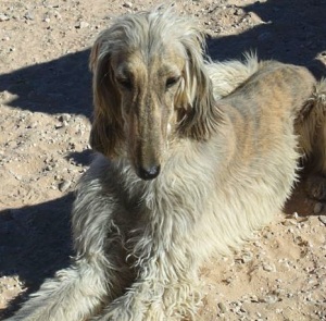 Борзые породы собак - Афганская аборигенная борзая (бакхмуль)