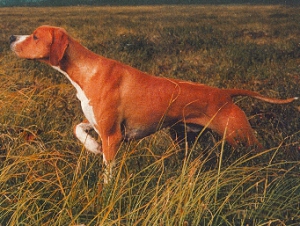 Легавые породы собак - Пойнтер (Английский Пойнтер)