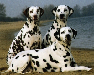 Ездовые породы собак - Далматин