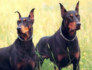 Умные породы собак - Доберман (Доберман-пинчер)