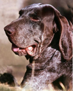 Легавые породы собак - Бургосская легавая (Бургосская Легавая, Испанская Легавая, Бургосский пойнтер)
