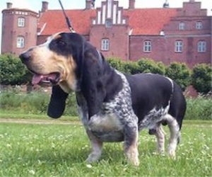 Норные породы собак - Голубой гасконский бассет