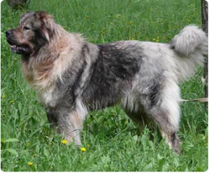 Породы собак для защиты - Кавказская овчарка