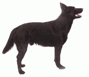 Средние породы собак - Австралийский келпи