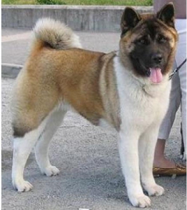 Служебные породы собак - Американская Акита (Акита Матаги или Большая Японская Собака)