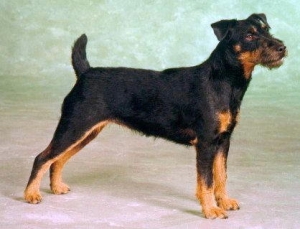 Гиппоаллергенные породы собак - Немецкий охотничий терьер (Немецкий ягдтерьер)