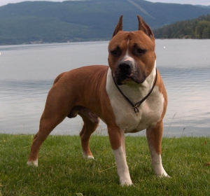 Бойцовские породы собак - Американский стаффордширский терьер