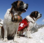 Альпийский мастиф (сенбернар, собака святого Бернара, бернардинер)