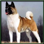 Большая японская собака (БЯС, Американская Акита)