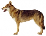 Волчья собака Сарлоса (Саарлоосвольфхунд, Саарлоос Вольфхонд)