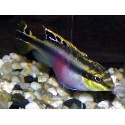 Попугай обыкновенный (Pelvicachromis pulcher)