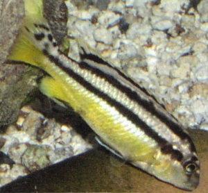 Меланохромис золотой. Попугай золотой (Melanochromis auratus) - 
