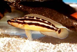 Юлидохромис орнатус или Попугай золотой (Julidochromis ornatus) - 