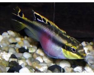 Попугай обыкновенный (Pelvicachromis pulcher) - 