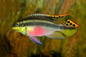 Попугай обыкновенный (Pelvicachromis pulcher) - 