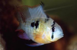 Апистограмма альтиспиноза (Papiliochromis (Microgeophagus) altispinosa) - 