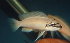 Халинохромис Бришара (Chalinochromis brichardi) - 
