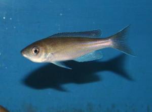 Циприхромис микролепидотус (Cyprichromis microlepidotus) - 