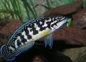 Юлидохромис масковый (Julidochromis transcriptus) - 
