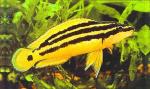 Юлидохромис орнатус или Попугай золотой (Julidochromis ornatus)