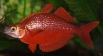 Атерина красная. Радужник гребенчатый (Glossolepis incisus )