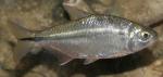 Рыба слепая (Astyanax mexicanus)