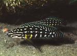 Юлидохромис Марлиера. Юлидохромис сетчатый (Julidochromis marlieri)
