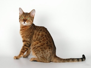 Бенгальская кошка bengalensis)