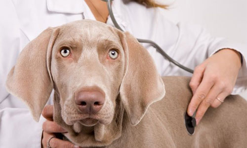 Болезни собак: парвовирусный энтерит