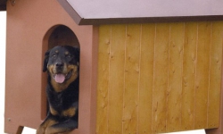 Как построить и где разместить будку для собаки