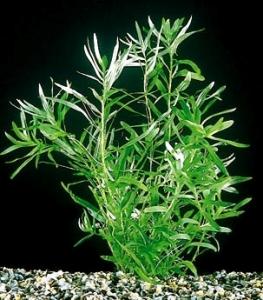 Гетерантера остролистная (Heteranthera zosterifolia или Heteranthera zosteraefolia) - 