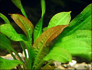 Эхинодорус мелкоцветный (Echinodorus parviflorus) - 
