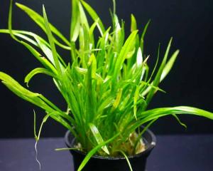 Эхинодорус нежный или Эхинодорус травянистый (Echinodorus tenellus) 