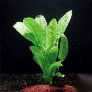 Эхинодорус остроконечный (Echinodorus mucronatum) 