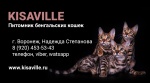 Питомник бенгальских кошек KisaVille / Кисавиль Казань лого