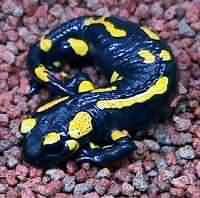 Пятнистая саламандра (Salamandra salamandra )