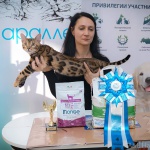 Питомник бенгальских кошек KisaVille / Кисавиль Казань: 