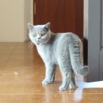Питомник британских кошек Silvery Snow Казань: голубой британский кот