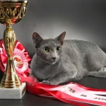 Все русские голубые кошки питомника Sheer Love имеют в своих родословных предков с высшим титулом WCF Чемпиона Мира 