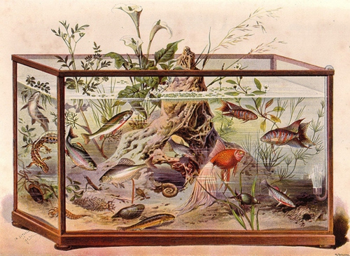 История аквариумистики