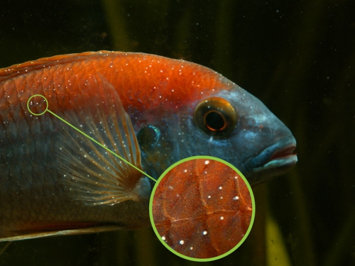 Виды болезней аквариумных рыб