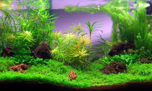 Выбор аквариумных растений