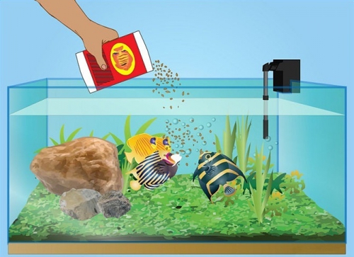 Кормление и корма аквариумных рыб