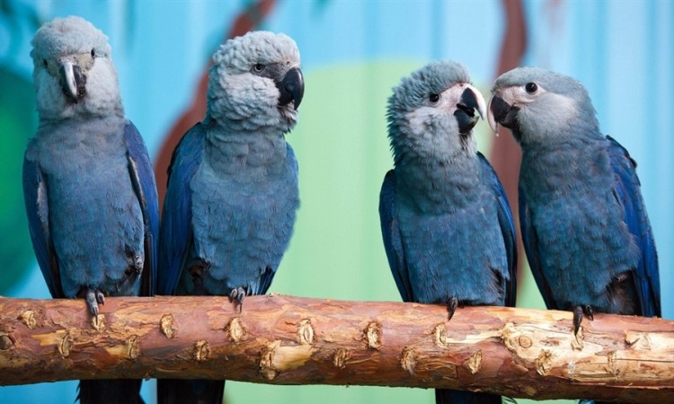 Голубой ара 🦜: фото, видео, содержание и размножение