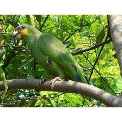 Венесуэльский амазон (Amazona amazonica)