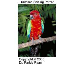 Малиновый блестящий попугай (Prosopeia splendens)